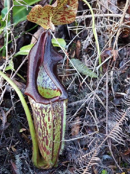 Nepenthes maxima: Lower pitcher in-situ, by Laurent Taerwe