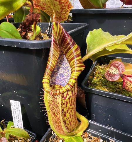 Nepenthes maxima: Nepenthes maxima 'wavy leaf' - Wicaksono. This specimen holds its stripes as the pitchers age - it will be great once mature.