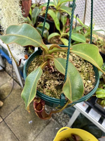 Nepenthes mollis: My larger N. mollis from AW. Even the leaves are hairy.