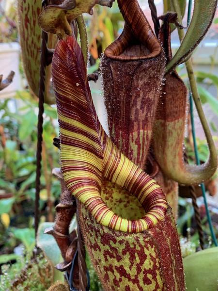 Nepenthes mollis: Another pitcher on Chris Klein's N. mollis. Look at the height of the neck!