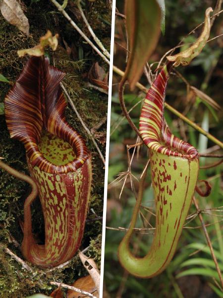 Nepenthes mollis: N. mollis lower and upper pitchers, in-situ on Mt Murud, photographed by Jeremiah Harris