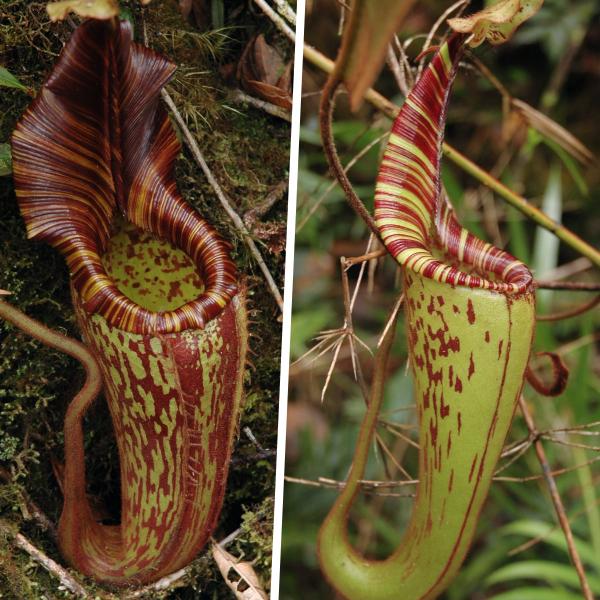 N. mollis lower and upper pitchers, in-situ on Mt Murud, photographed by Jeremiah Harris