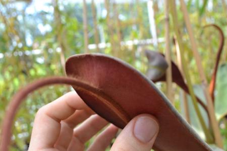 Nepenthes peltata: Note the red leaf underside, hairy tendril, and peltate insertion