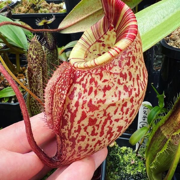 My seed-grown N. peltata has wonderful tubby pitchers and a boldly striped peristome.