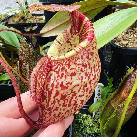 Nepenthes peltata: My seed-grown N. peltata has wonderful tubby pitchers and a boldly striped peristome.