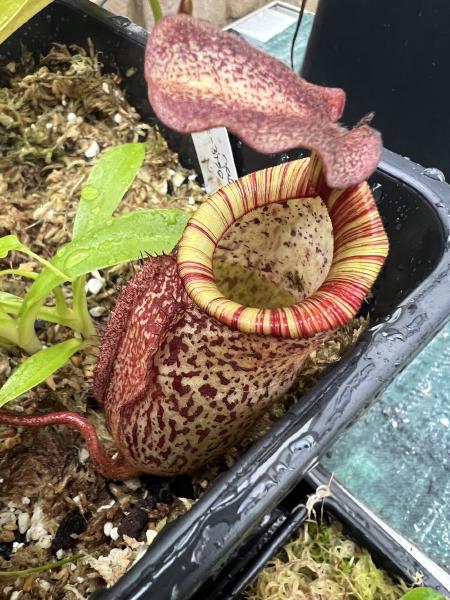 Nepenthes peltata: I have a suspicion that the pitchers inflate to be tubbier when they do so on - or submerged in - a bed of moss, rather than hanging.