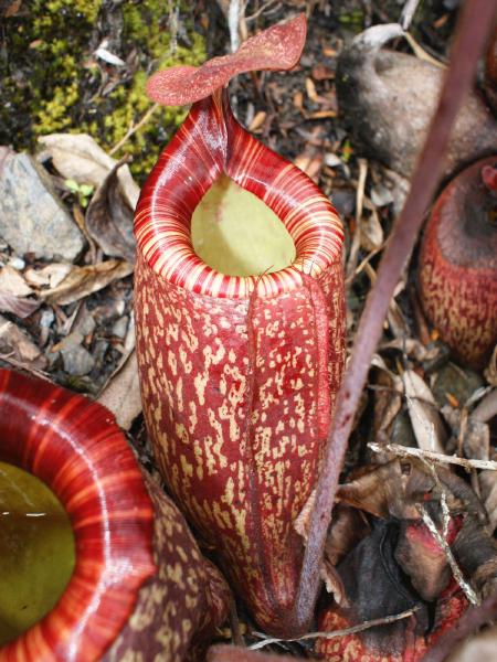 Nepenthes peltata: Lower pitcher, photographed in the wild by Andy Smith