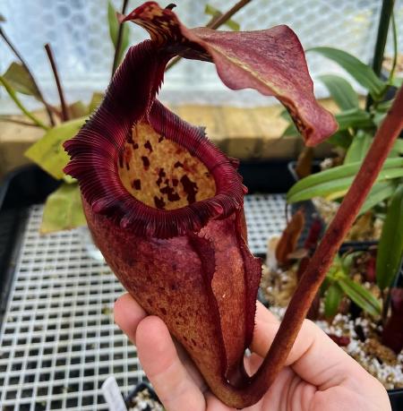 Nepenthes rajah x (burbidgeae x edwardsiana): N. rajah x (burbidgeae x edwardsiana) - or perhaps the male parent is N. burbidgeae x villosa.