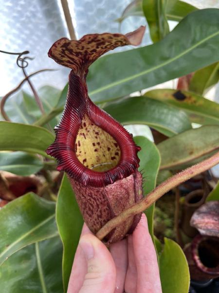 Nepenthes rajah x (burbidgeae x edwardsiana): The N. edwardsiana / N. villosa influence (ridged peristome) becomes more noticable the larger the plant gets.