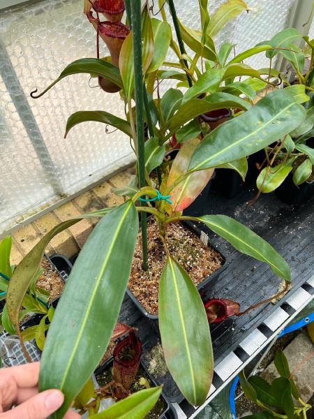 Nepenthes rajah x (burbidgeae x edwardsiana): Over 75cm across and not even fully mature yet!