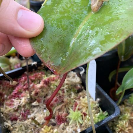 Nepenthes rajah: The peltate tendril insertion on N. rajah