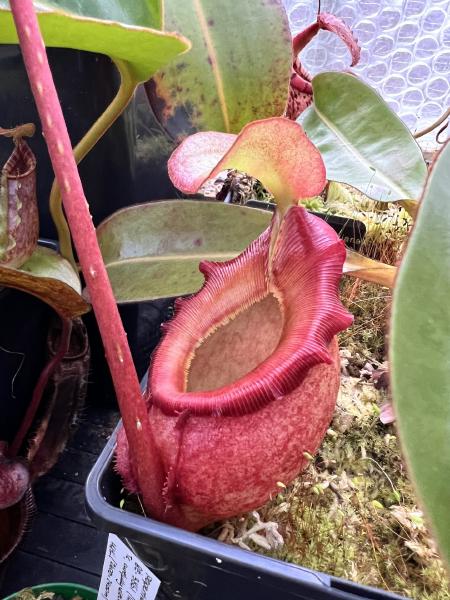 Nepenthes rajah: Pitcher on the previous plant