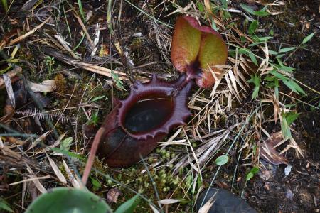 Nepenthes rajah: N. rajah on Mt Tambuyukon, by James Klech