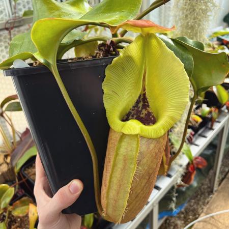 Nepenthes robcantleyi: Huge pitcher on N. robcantleyi (BE-3517)