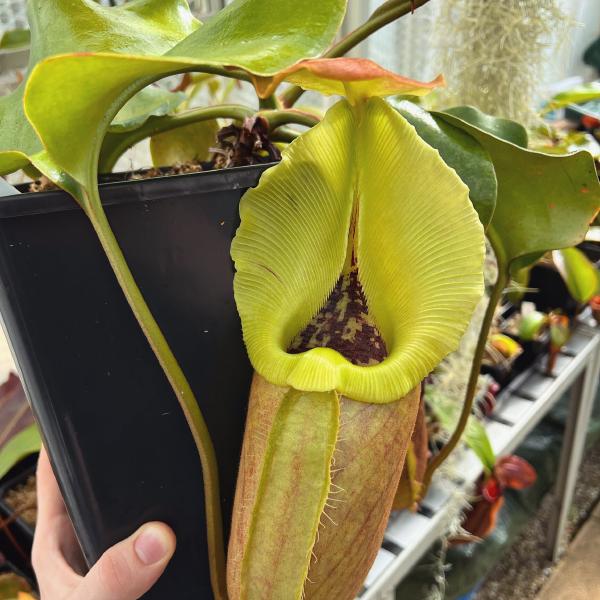Huge pitcher on N. robcantleyi (BE-3517)