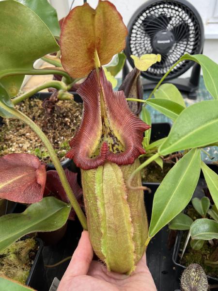Nepenthes robcantleyi: The peristome darkens to red and folds back, as can be seen here