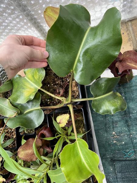 Nepenthes robcantleyi: Large, round, truncata-like leaves.