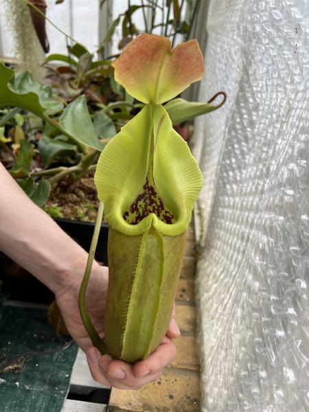 Nepenthes robcantleyi: Solitary stripes are occasionally visible before the peristome darkens
