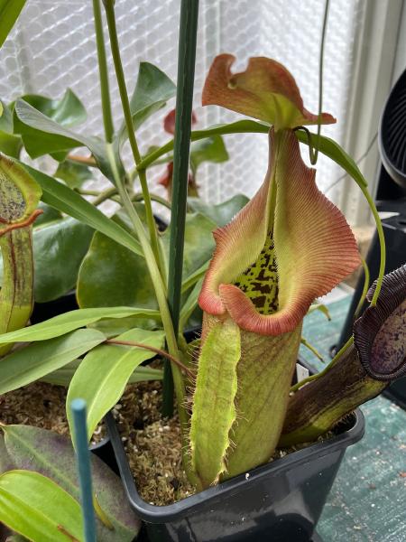 Nepenthes robcantleyi: This is my favourite stage - the edges of the peristome are red, but the inner remains yellow, for a sunburst effect