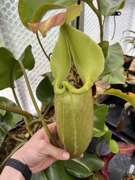 Nepenthes robcantleyi: Solitary stripes are occasionally visible before the peristome darkens, but not always