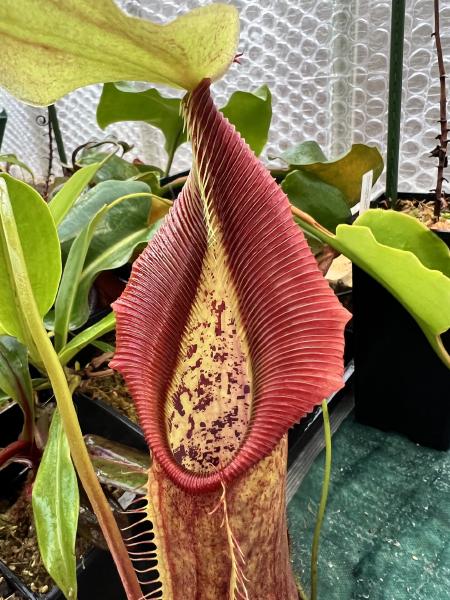 Nepenthes singalana: Freshly popped lower pitcher on my Belirang plant, from Borneo Exotics (BE-3170).