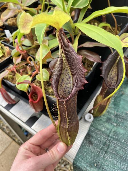 Nepenthes singalana: The peristome darkens to a deep purple after opening.