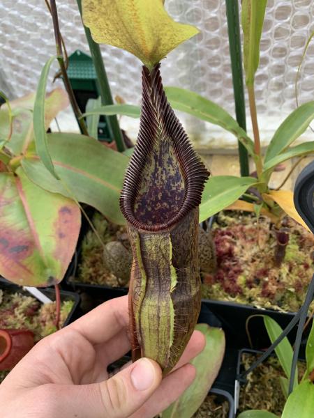 Nepenthes singalana: The teeth look almost white in the right light.