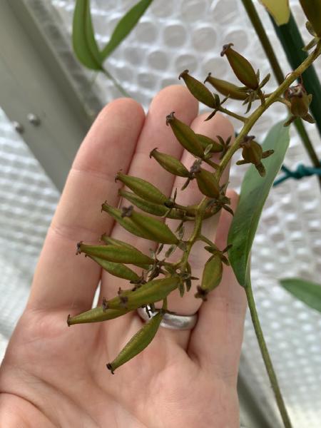 Nepenthes singalana: This one is a female - I've made several nice crosses using this plant.