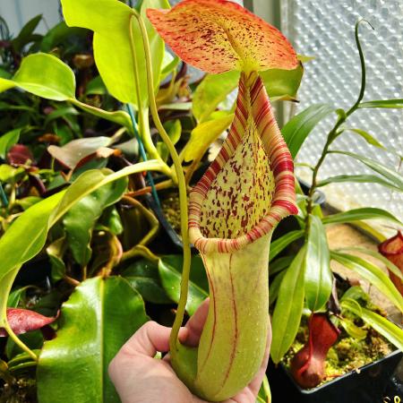 Nepenthes truncata x ephippiata: Even immature pitchers like these are huge.
