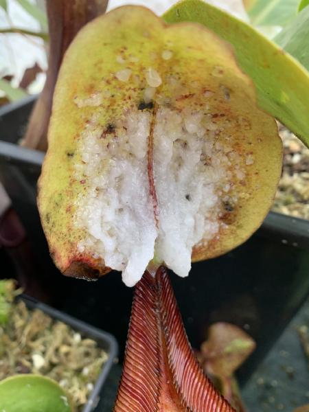 Nepenthes truncata x ephippiata: This plant produces copious quantities of exudiate on the lids, a trait inherited from N. ephippiata.