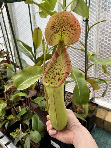 Nepenthes truncata x ephippiata: It really does get huge.