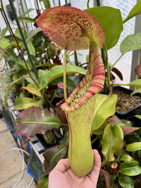 Nepenthes truncata x ephippiata: Nice coloration, and a big vaulted lid reminiscent of the male parent.