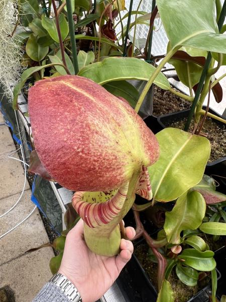 Nepenthes truncata x ephippiata: Look at that lid!