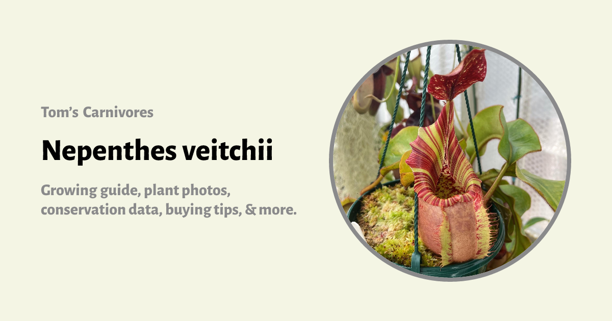 Nepenthes veitchii | Tom's Carnivores