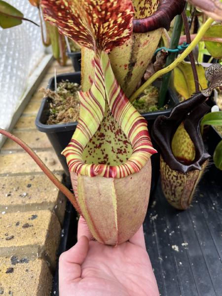 Nepenthes veitchii x burbidgeae: A smaller spring pitcher on my plant from Exotica in Australia