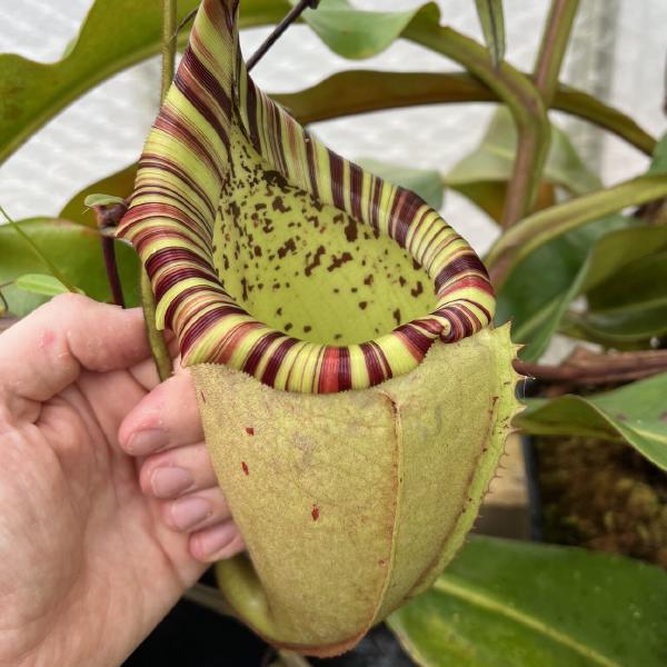 Intermediate/upper pitcher - I love the tri-colored peristome on this cross