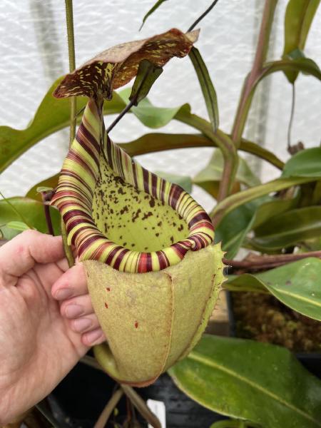 Nepenthes veitchii x burbidgeae: Intermediate/upper pitcher - I love the tri-colored peristome on this cross