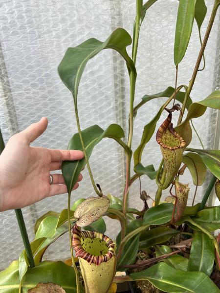 Nepenthes veitchii x burbidgeae: This one's started vining, and is now a very fast grower. That's N. maxima on the right.