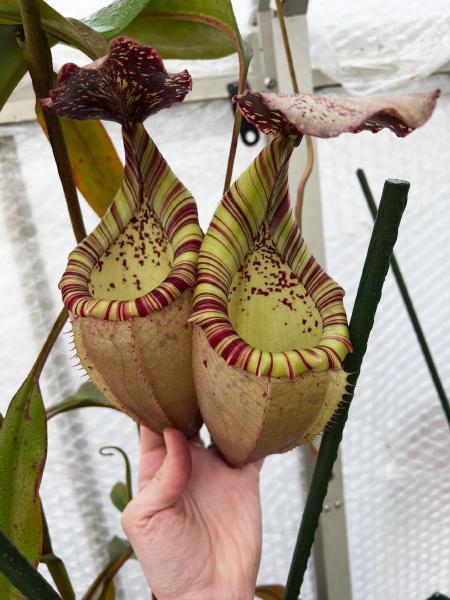 Nepenthes veitchii x burbidgeae: Two nice uppers pitchers.