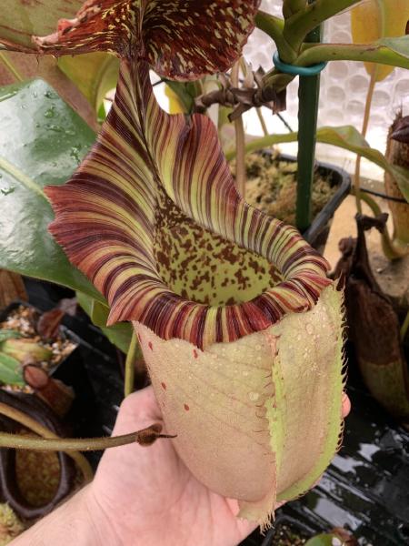 Nepenthes veitchii x burbidgeae: Probably the biggest pitcher by volume that I've ever grown!