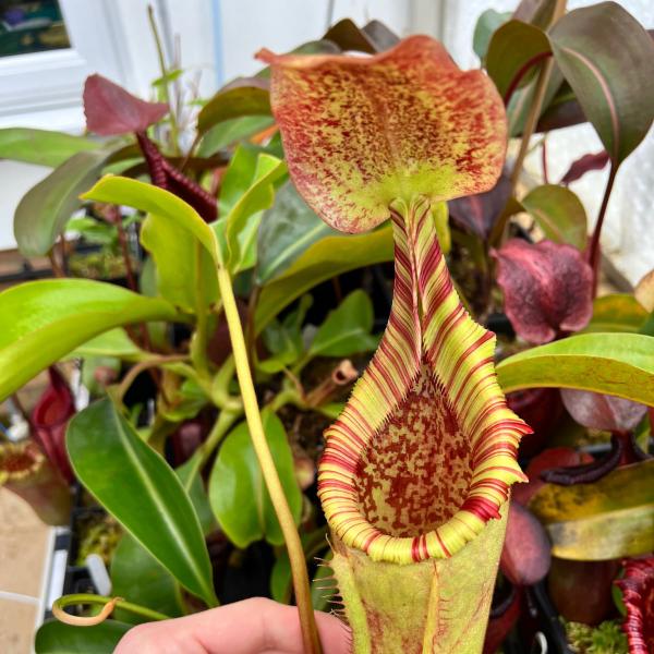 Large intermediate pitcher on a plant originally from Wistuba