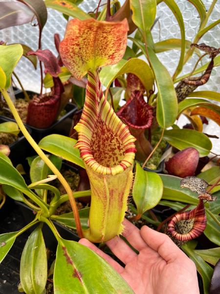 Nepenthes veitchii x lowii: Big vaulted lid, lovely peristome, and wide open pitcher mouth on this cross.