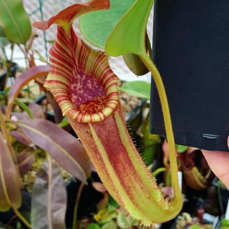Nepenthes veitchii x lowii: Lower pitcher - the body goes deep red with good light and cooler temperatures.