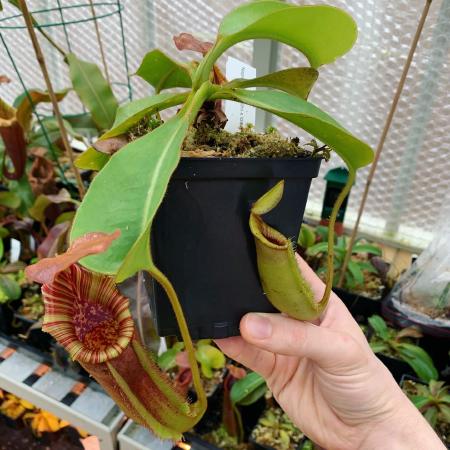 Nepenthes veitchii x lowii: A rooted basal from my larger plant.