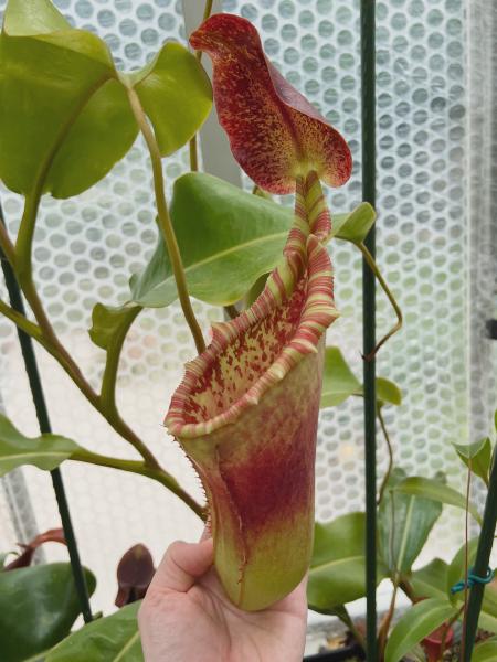 Nepenthes veitchii x lowii: An upper pitcher on my AW plant.