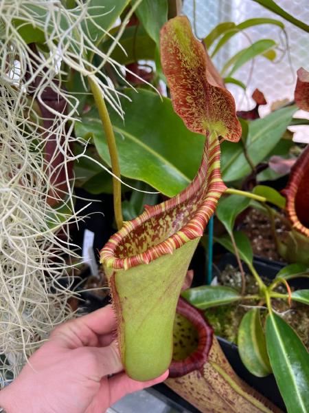 Nepenthes veitchii x lowii: An upper pitcher, quite reminiscent of N. truncata x lowii.