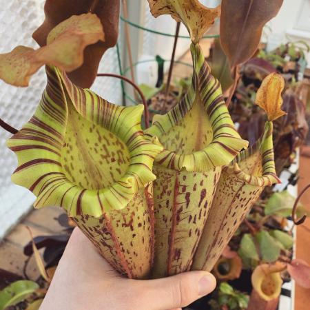 Nepenthes veitchii x platychila: This plant produces a fresh crop of stunning new upper pitchers every few months