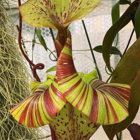 Nepenthes veitchii x platychila: The best of both parents!