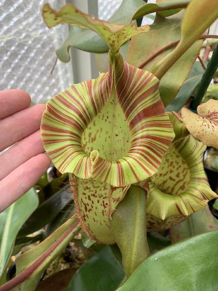 Nepenthes veitchii x platychila: What more could you want from a hybrid? This is one of my oldest plants, and one of my favorites.