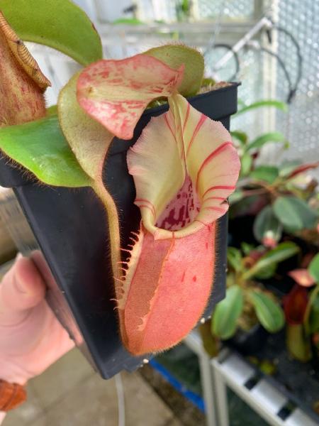 Nepenthes veitchii: Young plant from the N. veitchii 'M' grex, from Exotica Plants in Australia